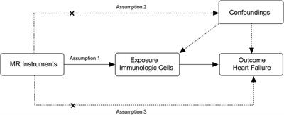Exploring the causal relationship between immune cell and all-cause heart failure: a Mendelian randomization study